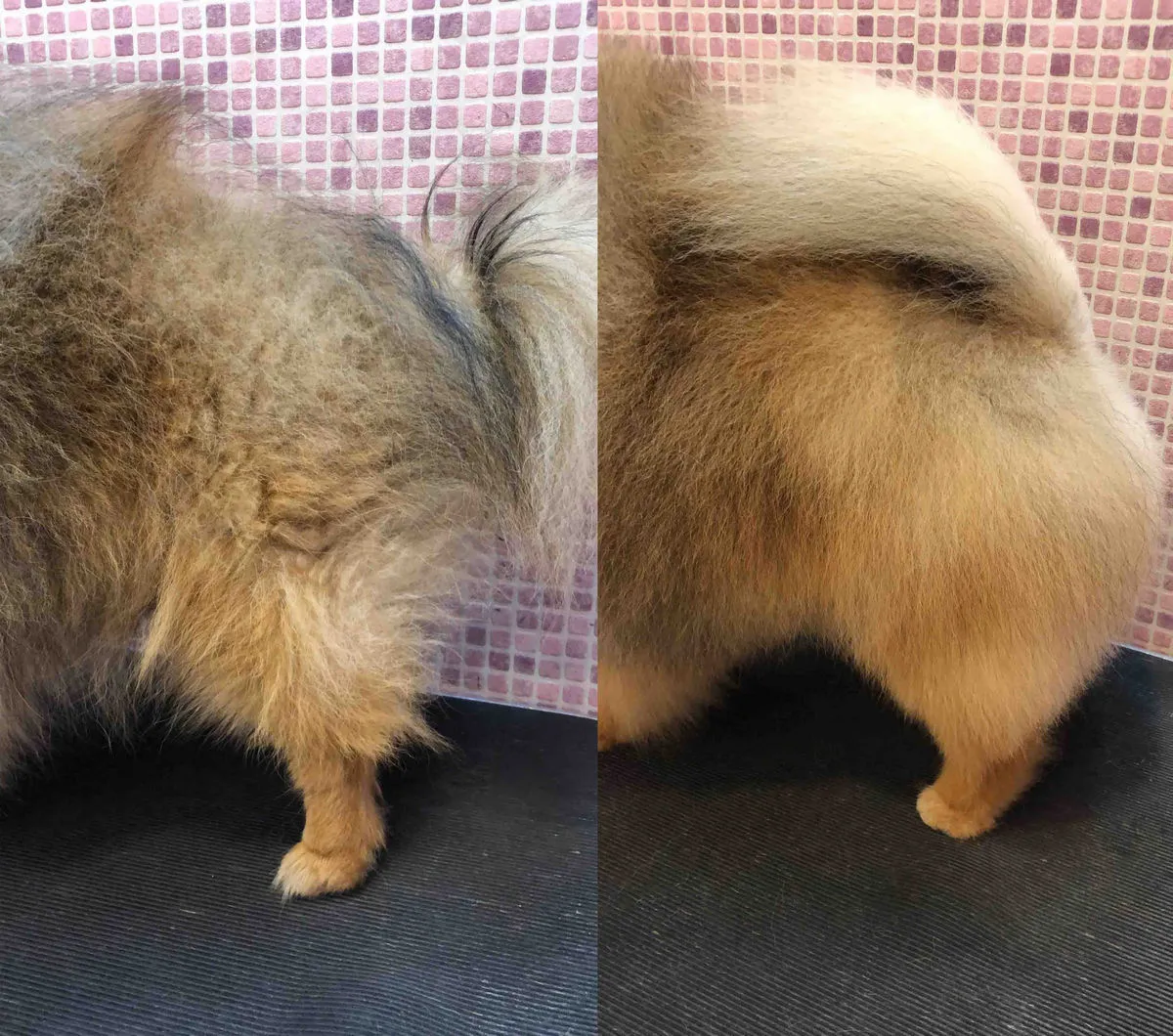 Zdjęcie Czy pomeranian gubi sierść? Odkryj powody i sposoby pielęgnacji