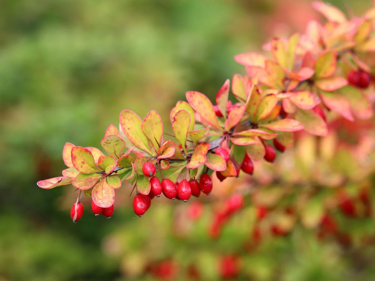 kiedy przycinać berberys kalendarz