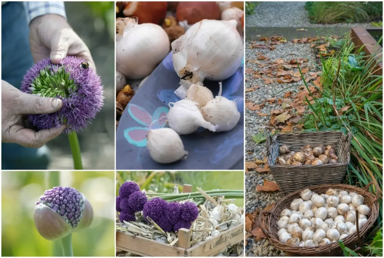 Kiedy przycinać czosnek ozdobny