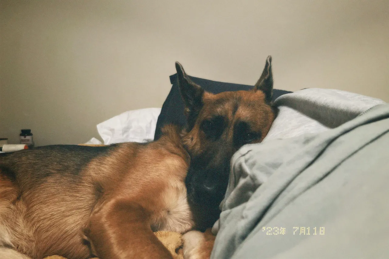 Owczarek niemiecki w domu, pies śpiący na legowisku w salonie