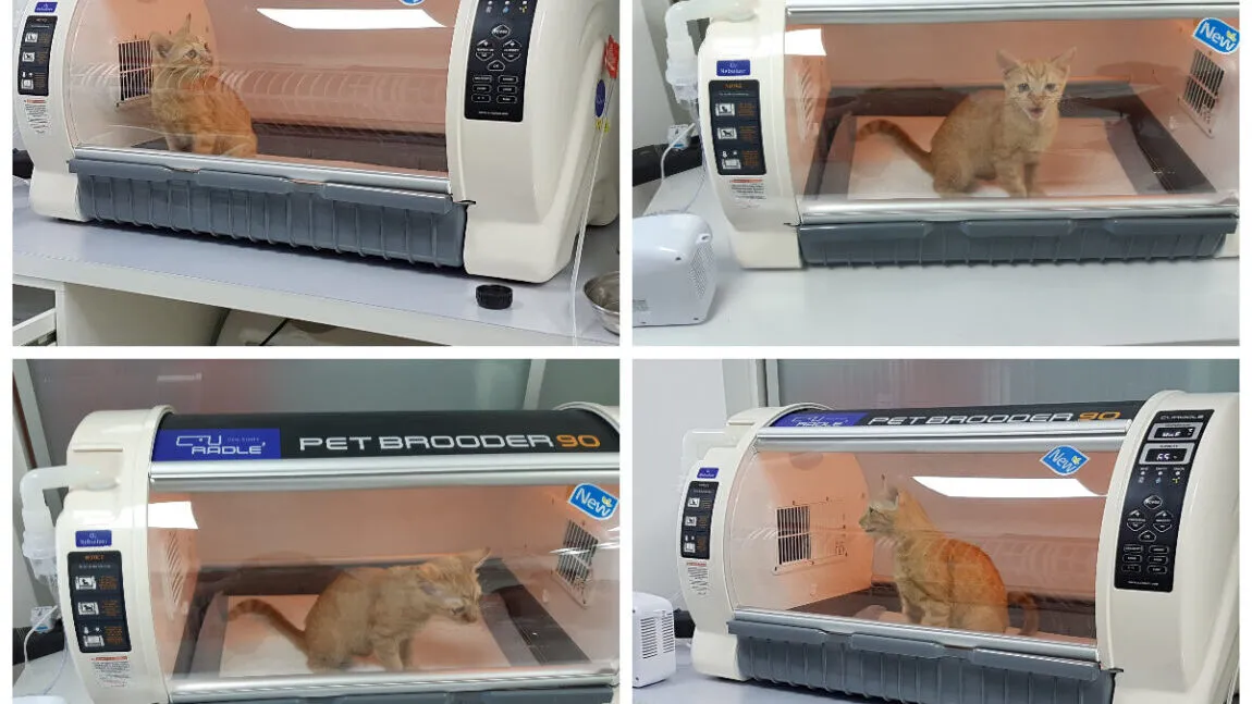 domowy inkubator dla kotk&oacute;w