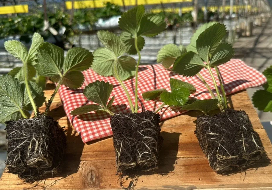 rodzaje sadzonek truskawek frigo doniczkowane kopane