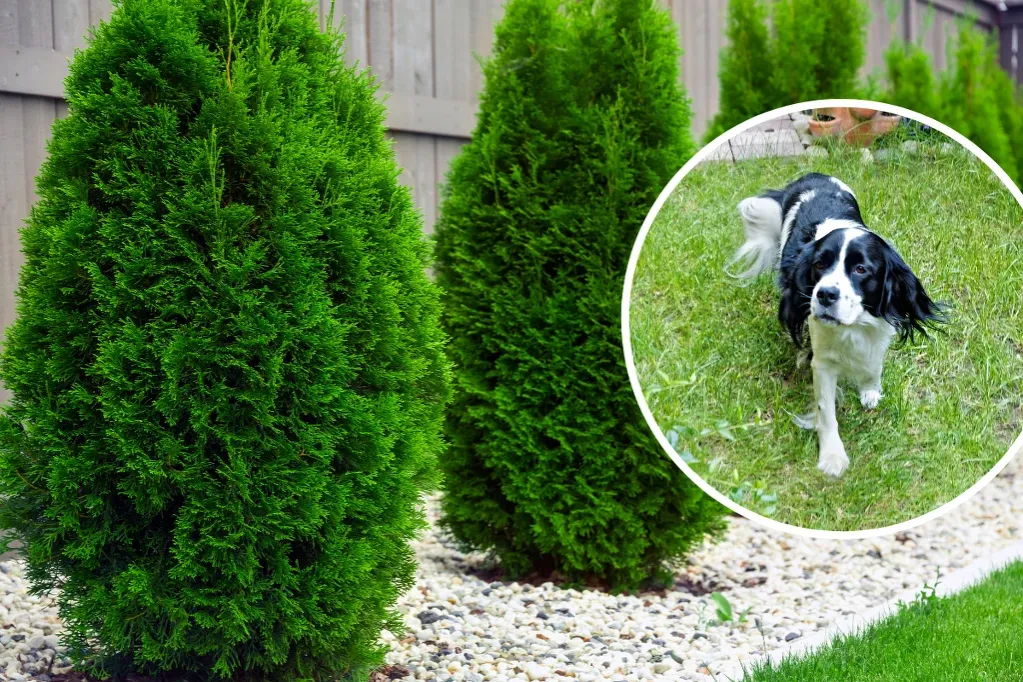 bukszpan w ogrodzie i pies