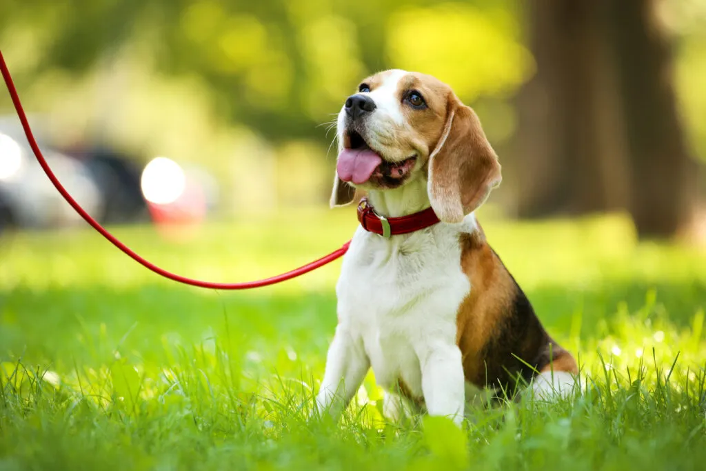 Zdjęcie Wie lange haben Hunde ihre Tage? Wichtige Infos zur Läufigkeit
