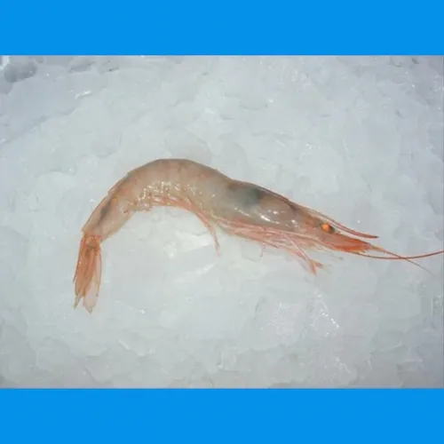 Zdjęcie La mar de gambas Matalascañas: Deliciosos mariscos y cervezas frías