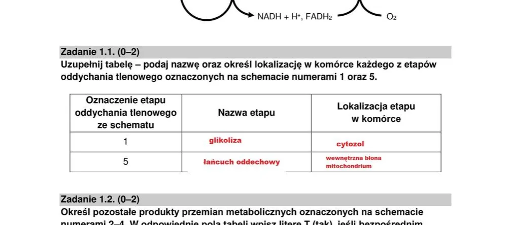 Zdjęcie Co jest najczęściej na maturze z biologii rozszerzonej? Sprawdź kluczowe tematy