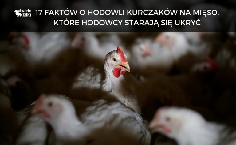 Zdjęcie Ile rośnie kurczak do uboju? Odkryj zaskakujące fakty o hodowli