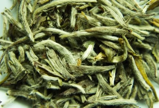 Zdjęcie Jak parzyć białą herbatę, aby uniknąć gorzkiego smaku i cieszyć się aromatem