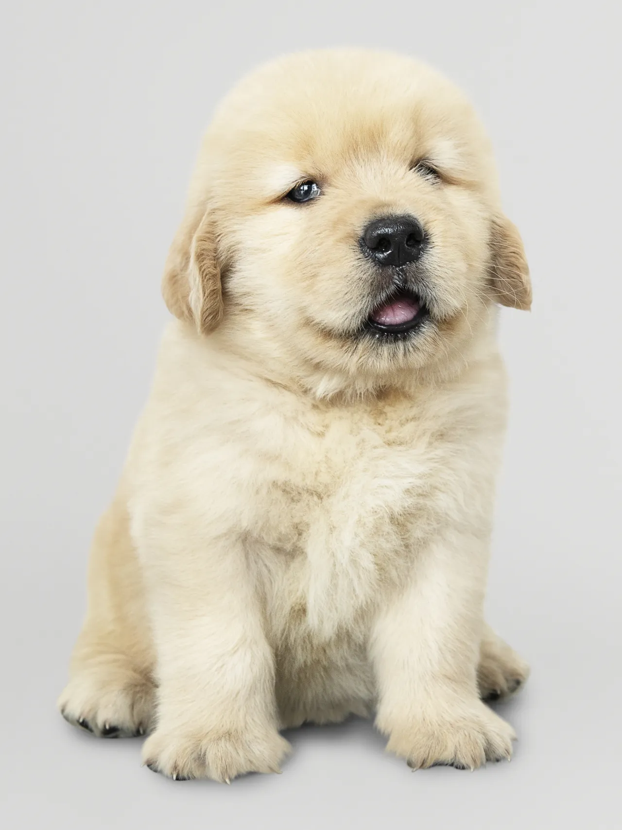 Zdjęcie Czy golden retriever ma włosy czy sierść? Poznaj prawdę o jego futrze