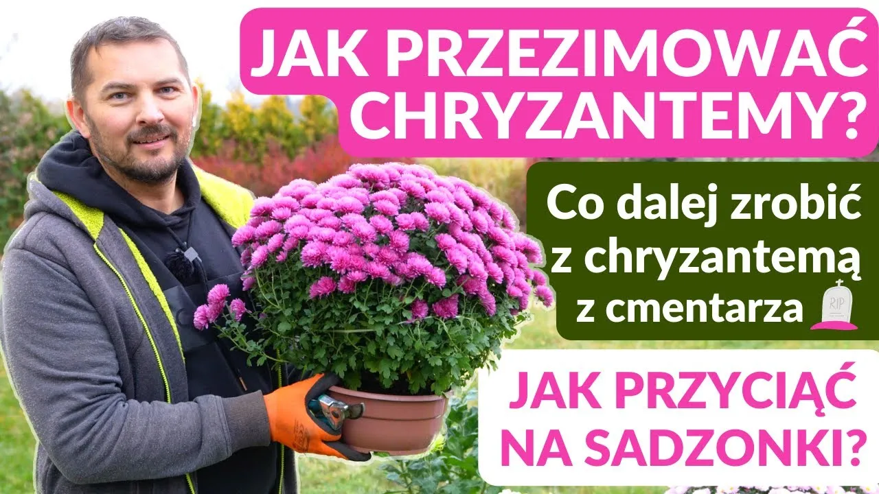 Zdjęcie Jak przezimować chryzantemy z cmentarza i uniknąć ich zamarznięcia zimą