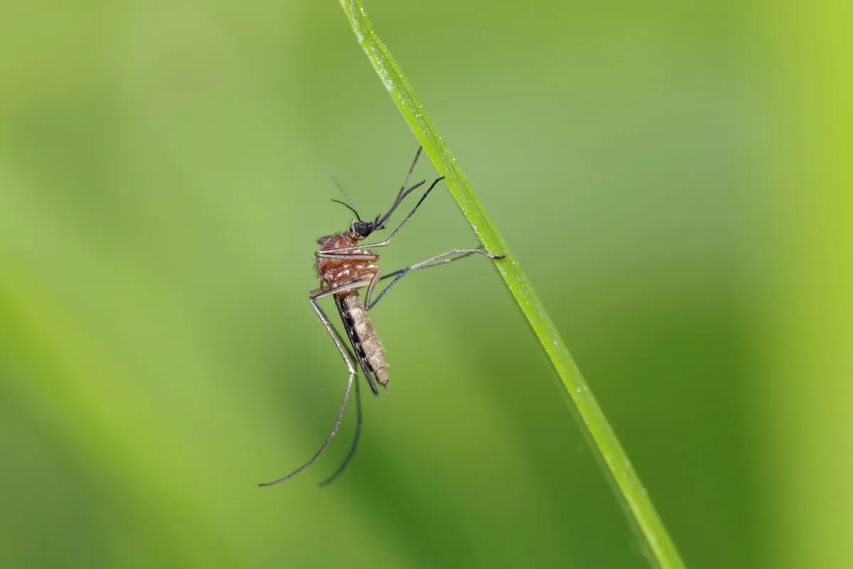 Zdjęcie Samiec komara czym się żywi - zaskakujące fakty o jego diecie