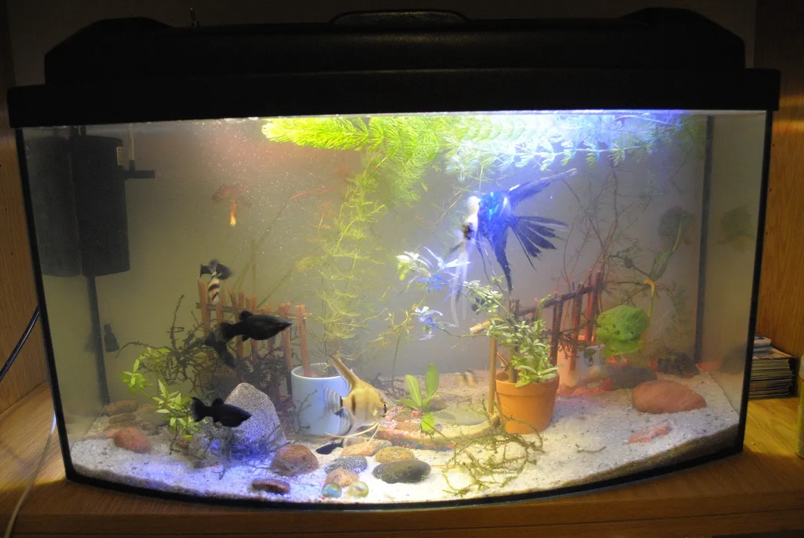 Zdjęcie Najlepsze oświetlenie do akwarium 60l - LED, fluorescencyjne i inne