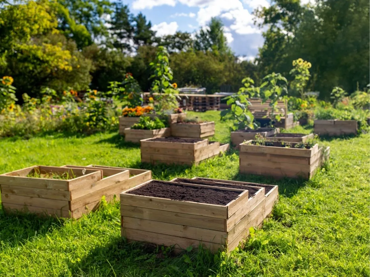 Zdjęcie Uprawa truskawek krok po kroku: Poradnik dla początkujących