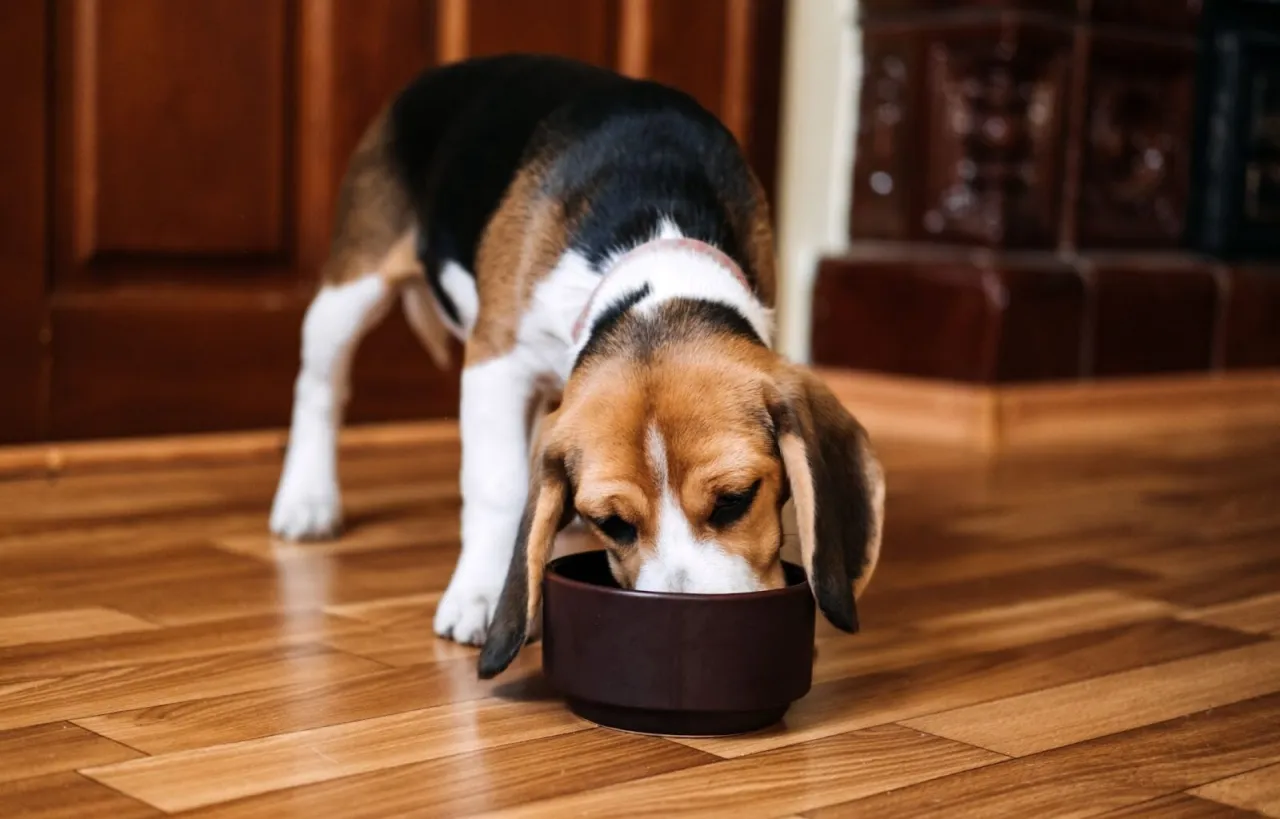 Zdjęcie Czy pies może jeść smażone mięso? Dowiedz się, co mu zaszkodzi