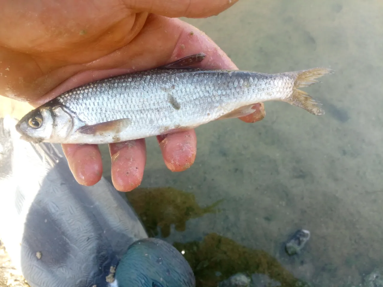Zdjęcie Jelec - poznaj tajemnice tej ryby i skuteczne metody połowu