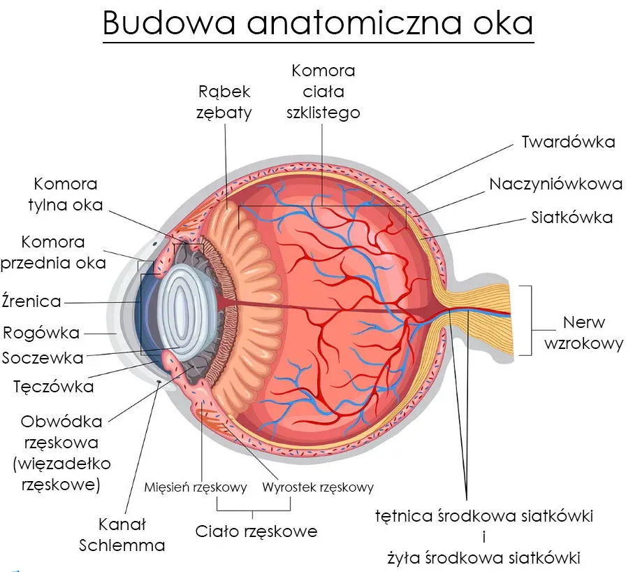 Zdjęcie Czy soczewka jest w oku? Proste kroki, by to sprawdzić