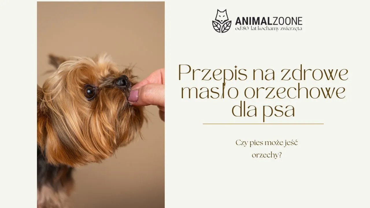 Zdjęcie Czy pies może jeść orzeszki ziemne? Bezpieczne zasady i ryzyka