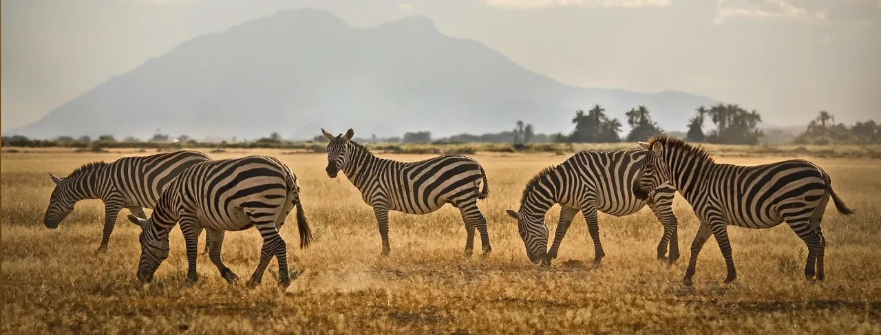 Zdjęcie Najlepsze miejsca i zwierzęta na safari w RPA: co warto zobaczyć