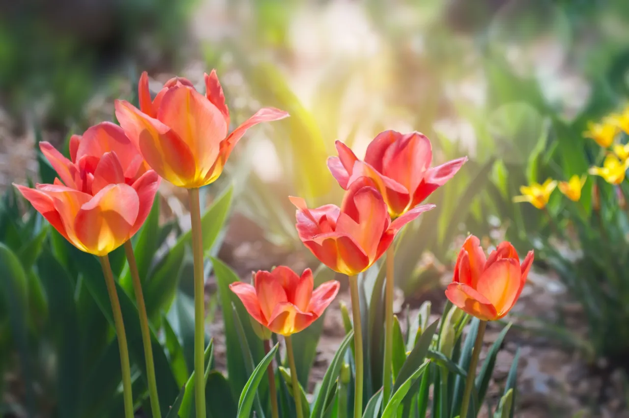 Zdjęcie Kiedy kwitną tulipany? Odkryj idealny czas na ich sadzenie