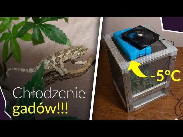 Zdjęcie Skuteczne sposoby na schłodzenie terrarium i ochronę jego mieszkańców