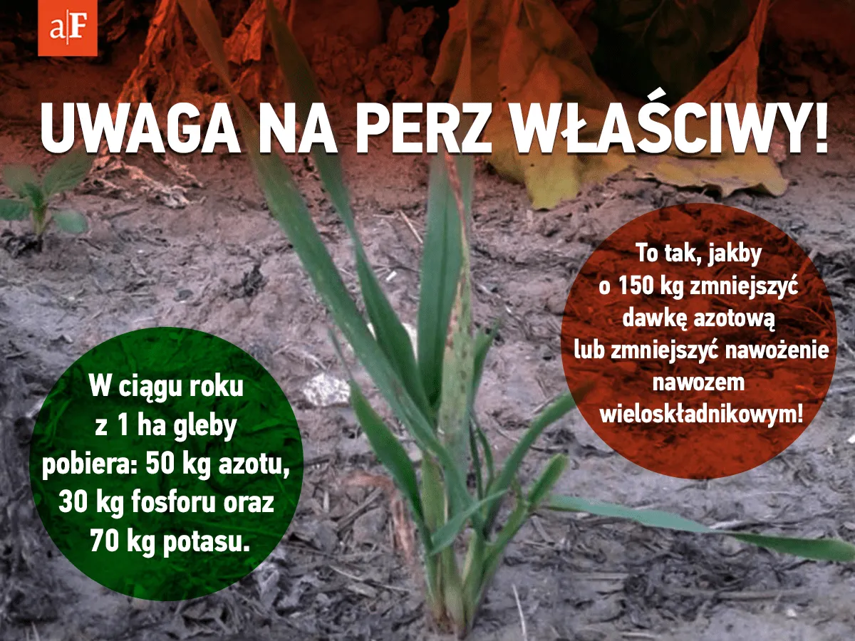 Zdjęcie Jak skutecznie zwalczać stokłosę chwast i chronić plony?