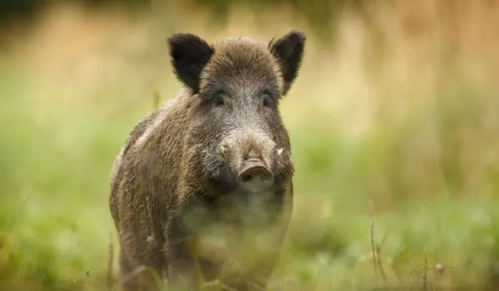 Zdjęcie Ile kosztuje dzik w skupie? Sprawdź aktualne ceny i czynniki wpływające na wartość