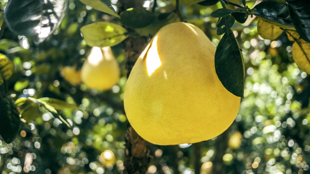 Zdjęcie Czy pies może jeść pomelo? Potencjalne zagrożenia i alternatywy