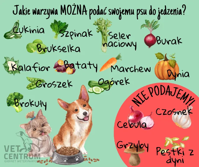 Zdjęcie Uwaga! Czy koty mogą jeść grzyby? 5 powodów dlaczego to niebezpieczne