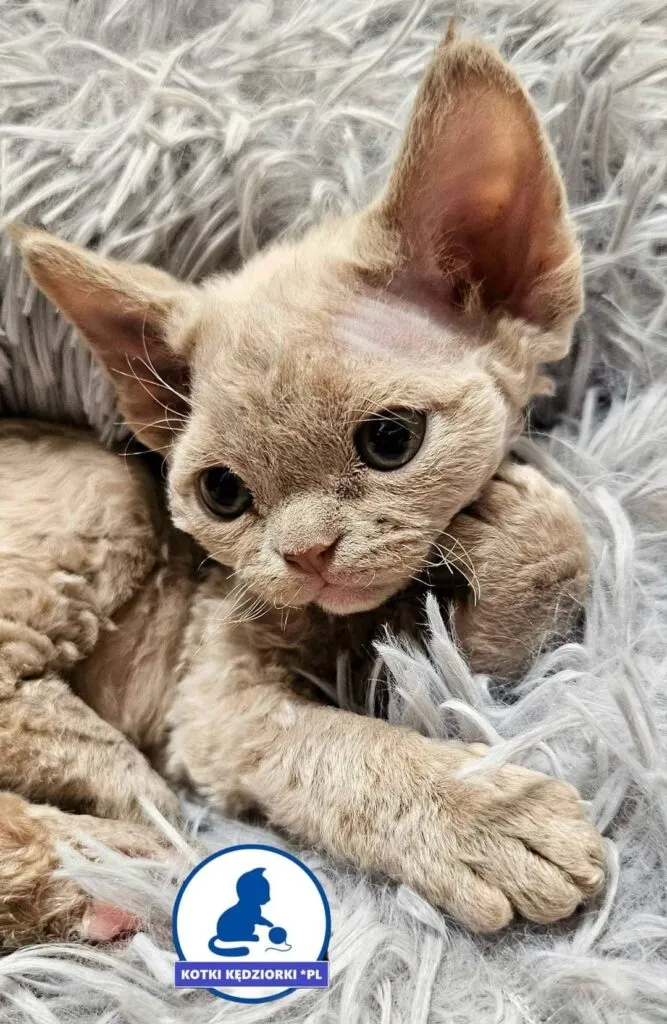 Zdjęcie Hodowla Devon Rex w Warszawie - najlepsze miejsca i ceny kociąt