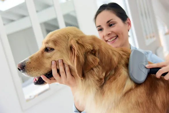 Zdjęcie Jak dbać o golden retrievera, aby uniknąć problemów zdrowotnych