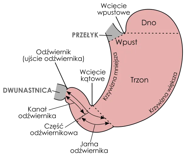Zdjęcie Gdzie leży dwunastnica? Odkryj jej położenie i znaczenie w ciele