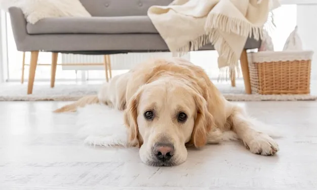 Zdjęcie Golden retriever w domu czy na podwórku – najlepsze warunki życia