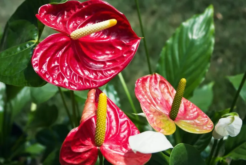 Zdjęcie Kwiaty, które nie powinny być w sypialni - unikaj tych roślin dla zdrowia