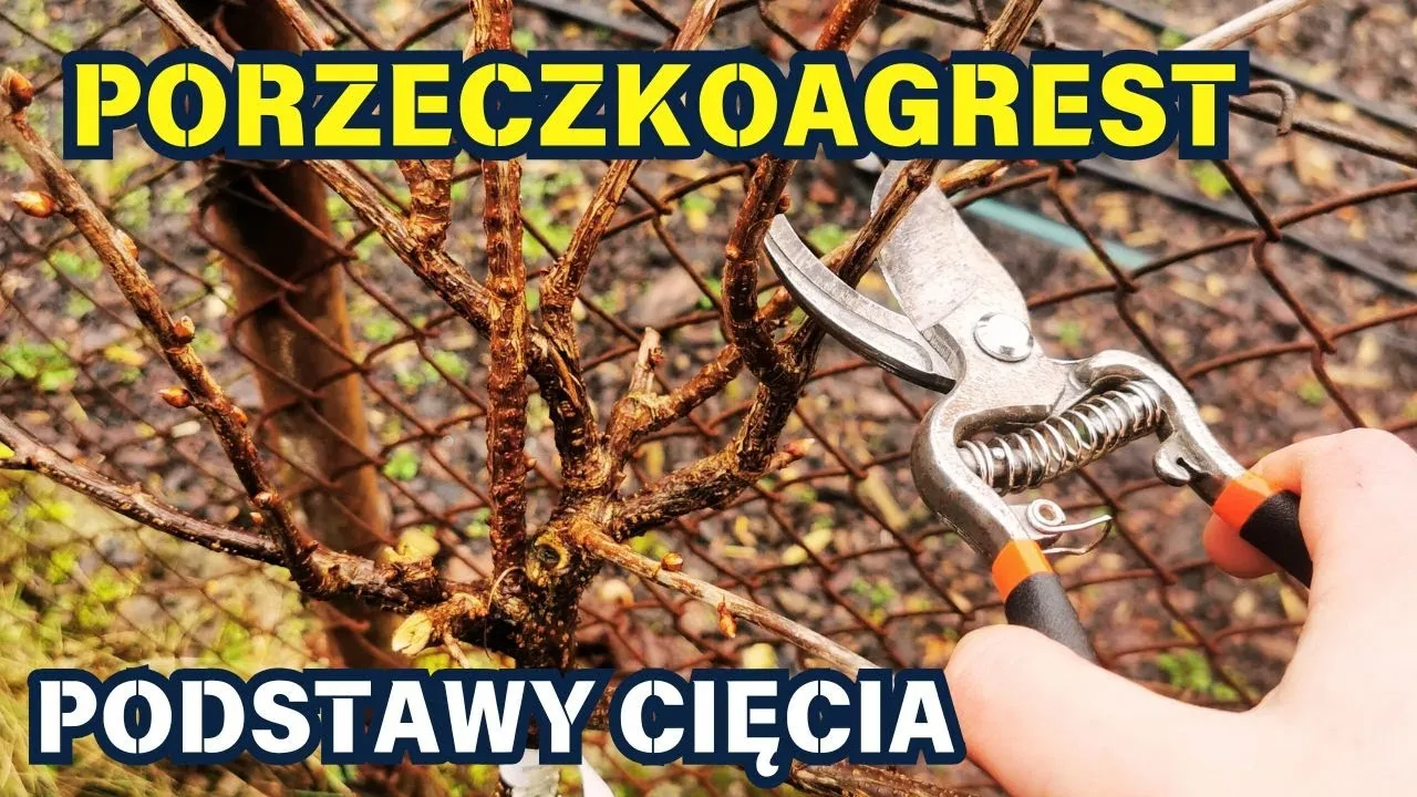 Zdjęcie Przycinanie porzeczkoagrestu: Czy znasz te sekrety obfitych plonów?