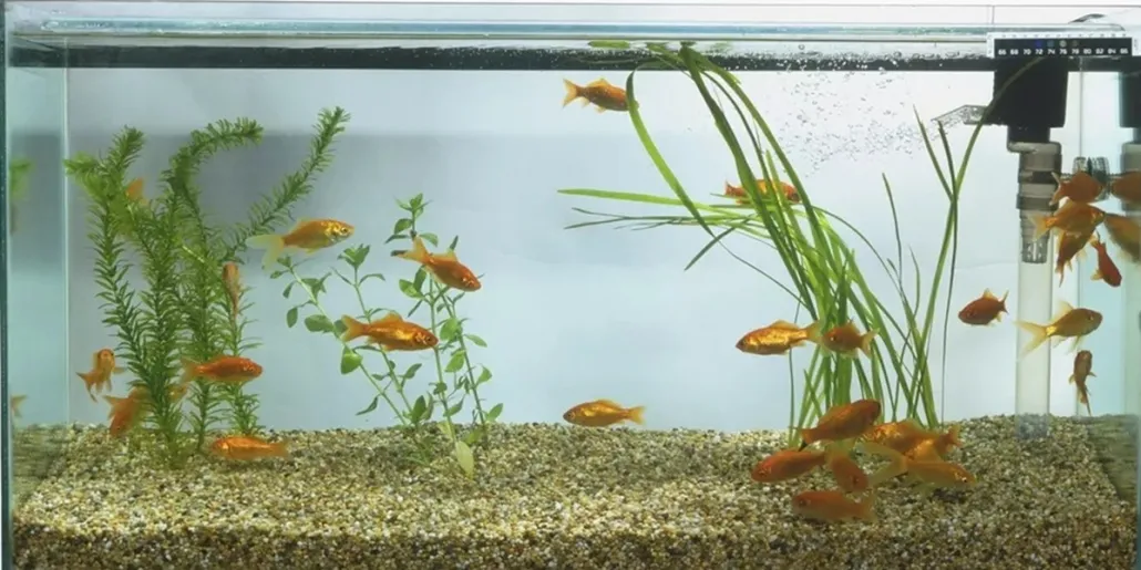 Zdjęcie Jaki filtr do akwarium 60l? Najlepsze wybory, które musisz znać