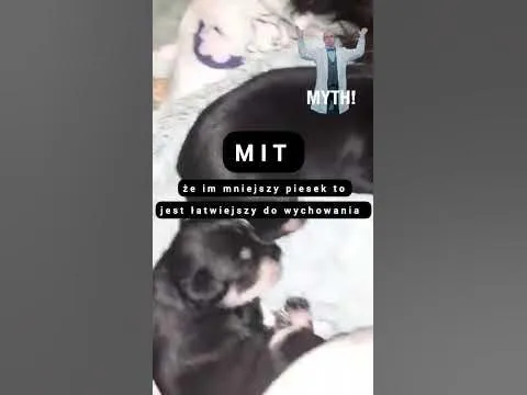 Zdjęcie Ile szczeniak powinien być przy matce, aby uniknąć problemów zdrowotnych?
