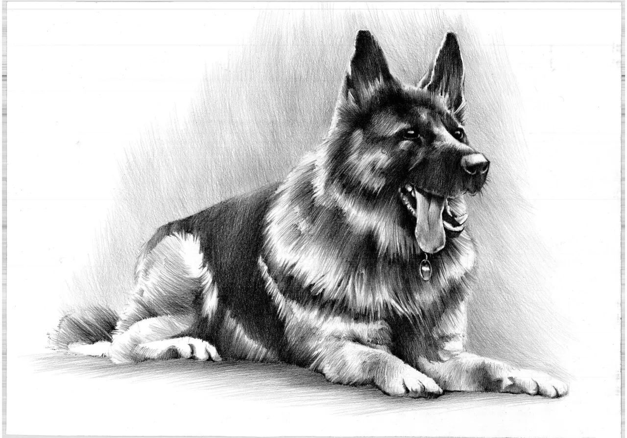 Zdjęcie Proste sposoby jak narysować owczarka niemieckiego krok po kroku dla początkujących