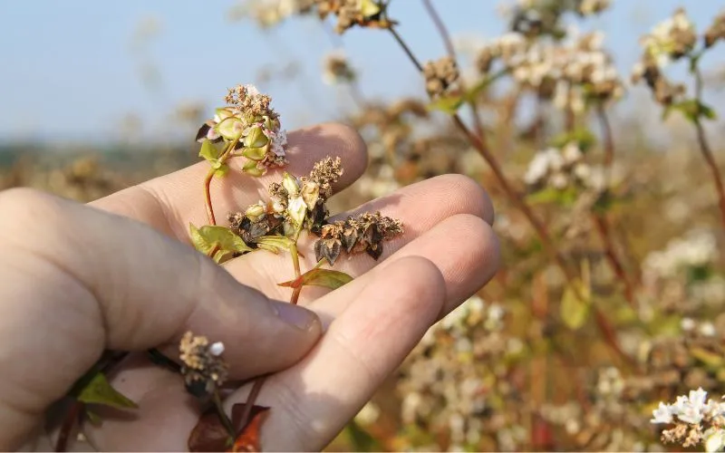Zdjęcie Jakie zboża nie mają glutenu – uniknij problemów zdrowotnych