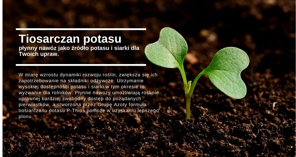 Zdjęcie Jaki nawóz ma dużo potasu? Oto najlepsze opcje dla Twoich roślin