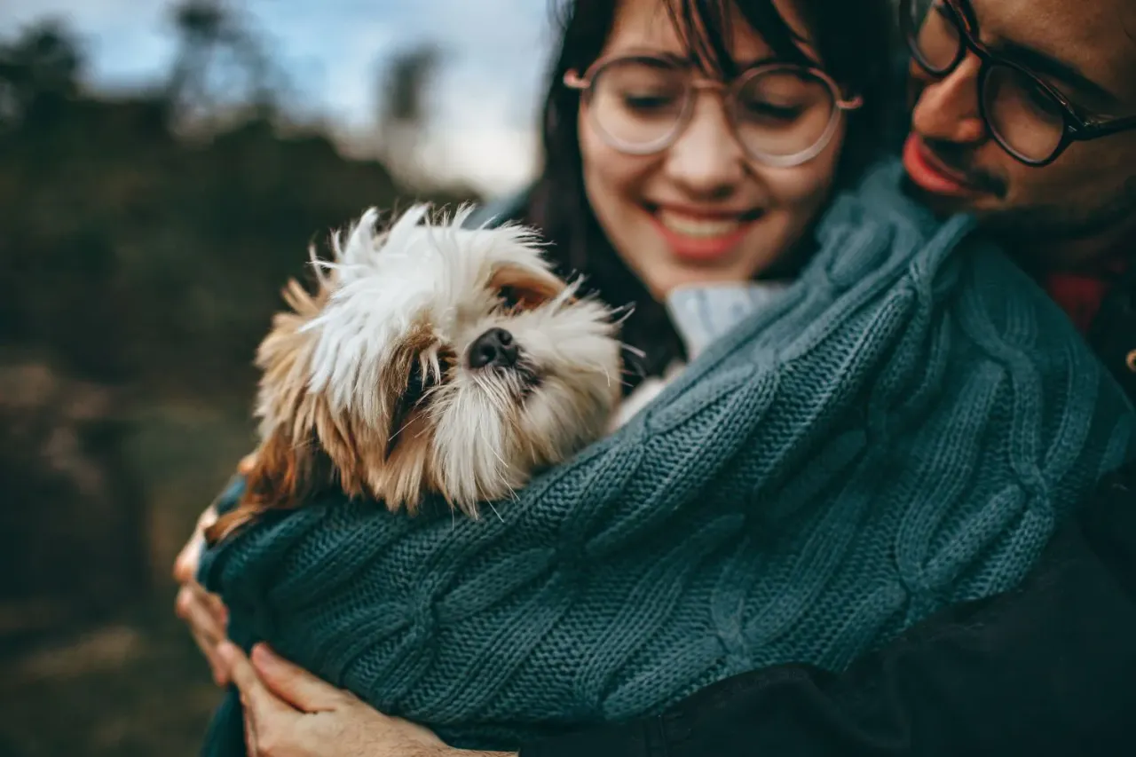 Zdjęcie Ile powinien jeść szczeniak shih tzu, aby uniknąć problemów zdrowotnych?