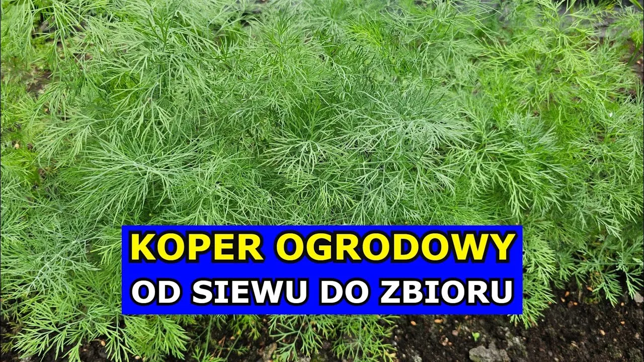 Zdjęcie Kiedy sadzić koper do gruntu, aby uniknąć nieudanych zbiorów?