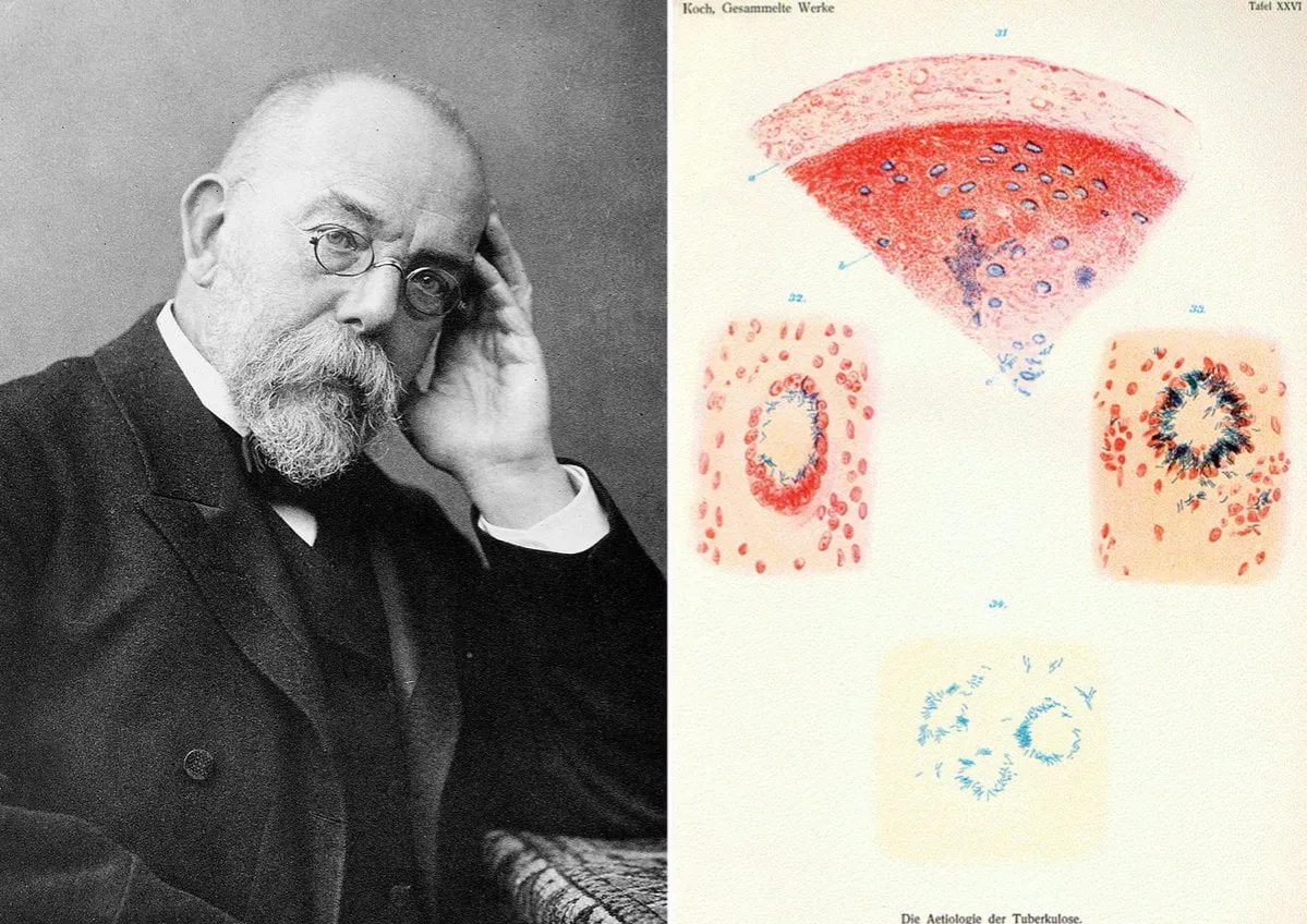 Zdjęcie Kto wynalazł lek na gruźlicę? Historia odkrycia streptomycyny