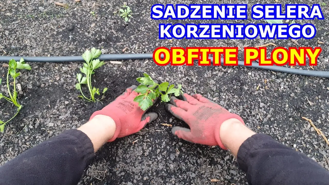 Zdjęcie Kiedy wysadzać seler do gruntu, aby uniknąć przymrozków i błędów