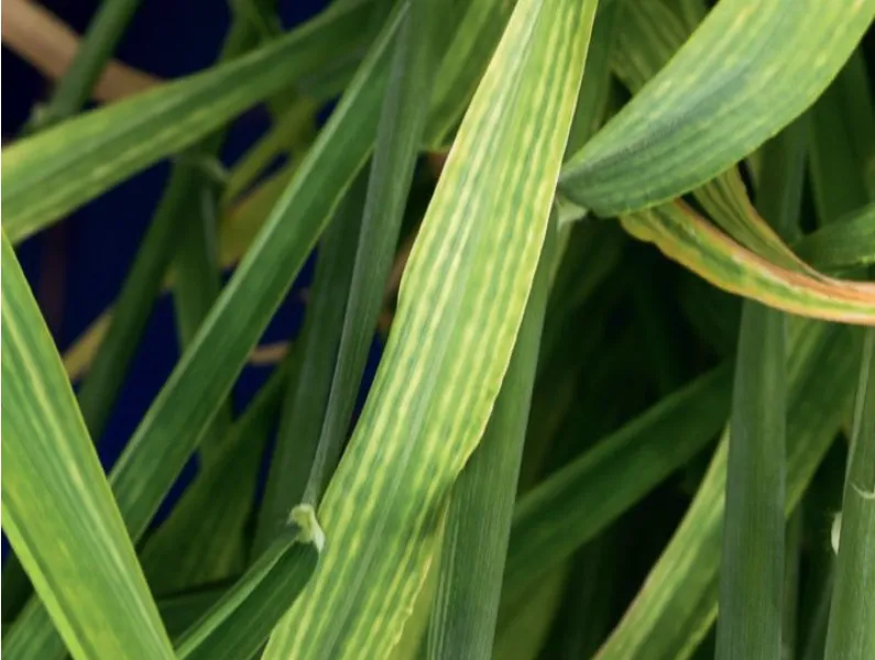 Zdjęcie Niedobór magnezu u roślin a zakłócenia fotosyntezy - co musisz wiedzieć