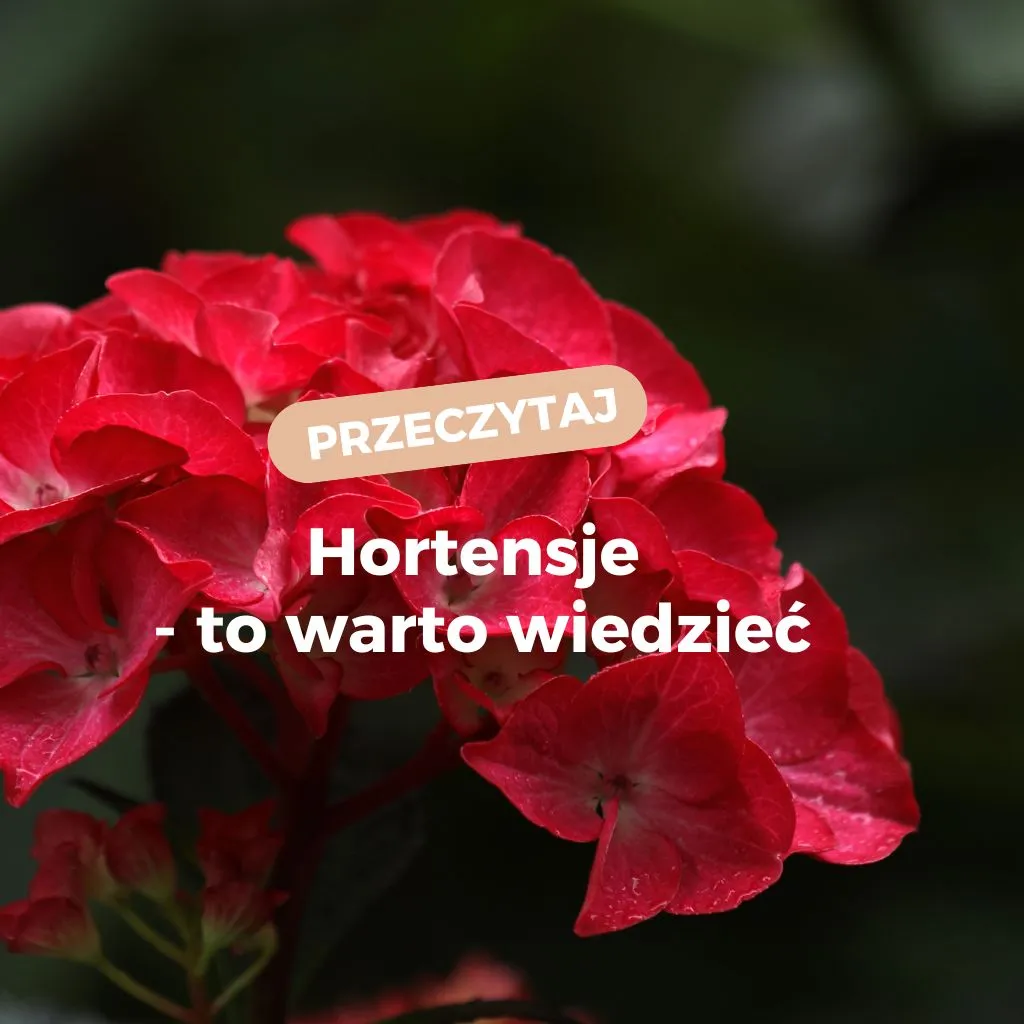 Zdjęcie Jak dbać o hortensje ogrodowe, aby zawsze pięknie kwitły?