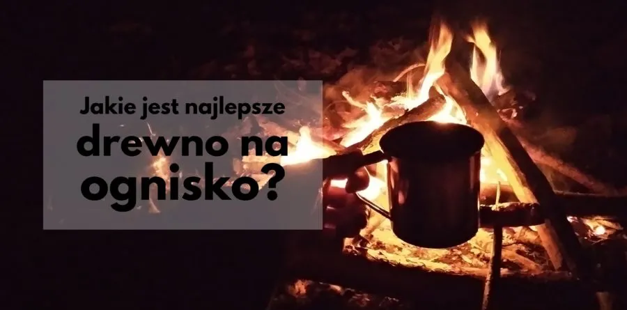 Zdjęcie Jakie drzewo na ognisko? Oto najlepsze wybory do udanego ogniska