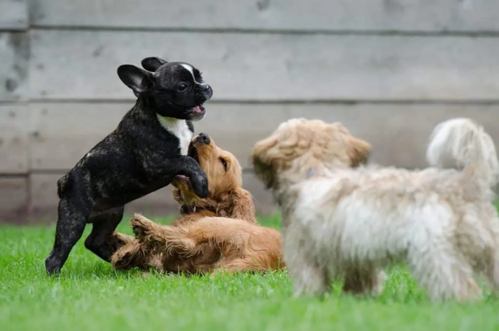Zdjęcie Wann ist mein Hund ausgewachsen? Wichtige Anzeichen und Tipps