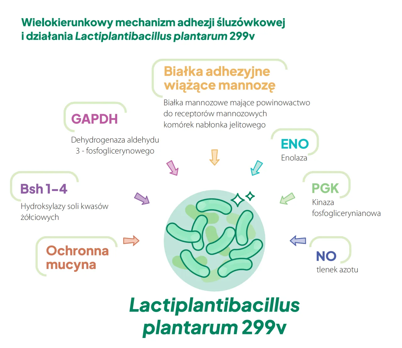 Zdjęcie Lactobacillus plantarum 299v: 7 korzyści które cię zaskoczą