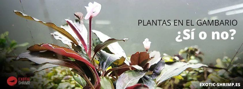 Zdjęcie Plantas y gambas: beneficios y riesgos de su convivencia en acuarios