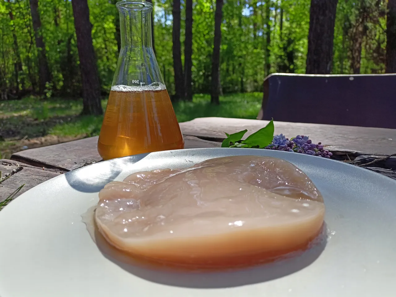 Zdjęcie Gdzie kupić grzybek kombucha? Sprawdź najlepsze miejsca i ceny